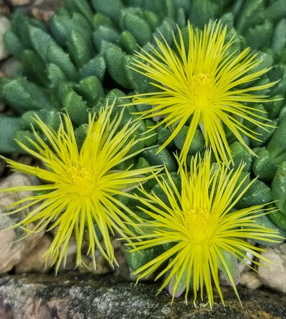 Stomatium Mustellinum