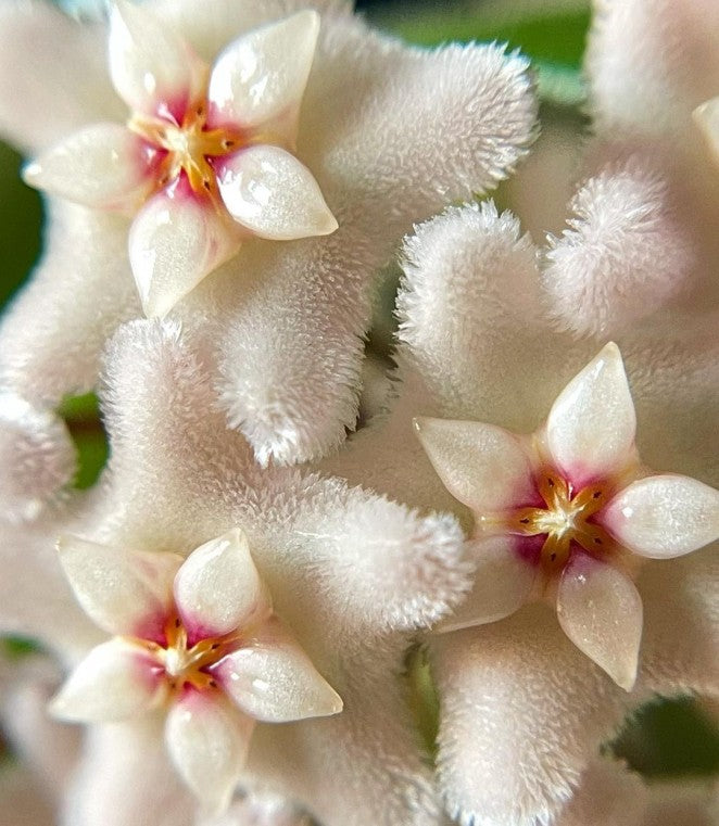 Hoya Mathilde D15