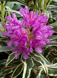 Rhododendron Ponticum Variegat