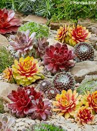 Sempervivum Gold Nuggets