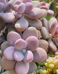 Graptopetalum Amethystinum