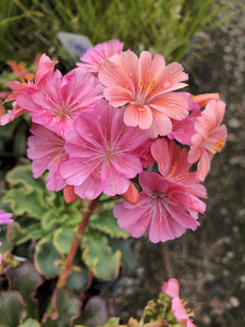 Lewisia