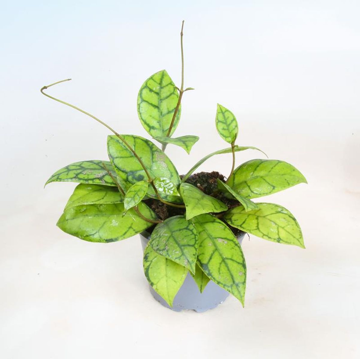 Hoya Callistophyla D12
