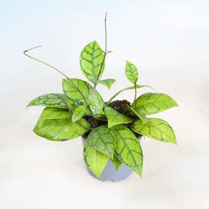 Hoya Callistophyla D12