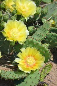 Opuntia Humifusa -25 C