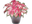 Terrarium Plante logo