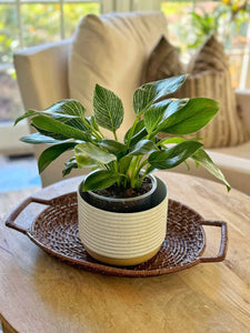 Philodendron Birkin Compact