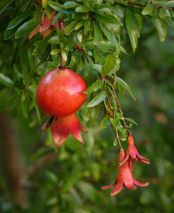Rodiu/Punica Granatum