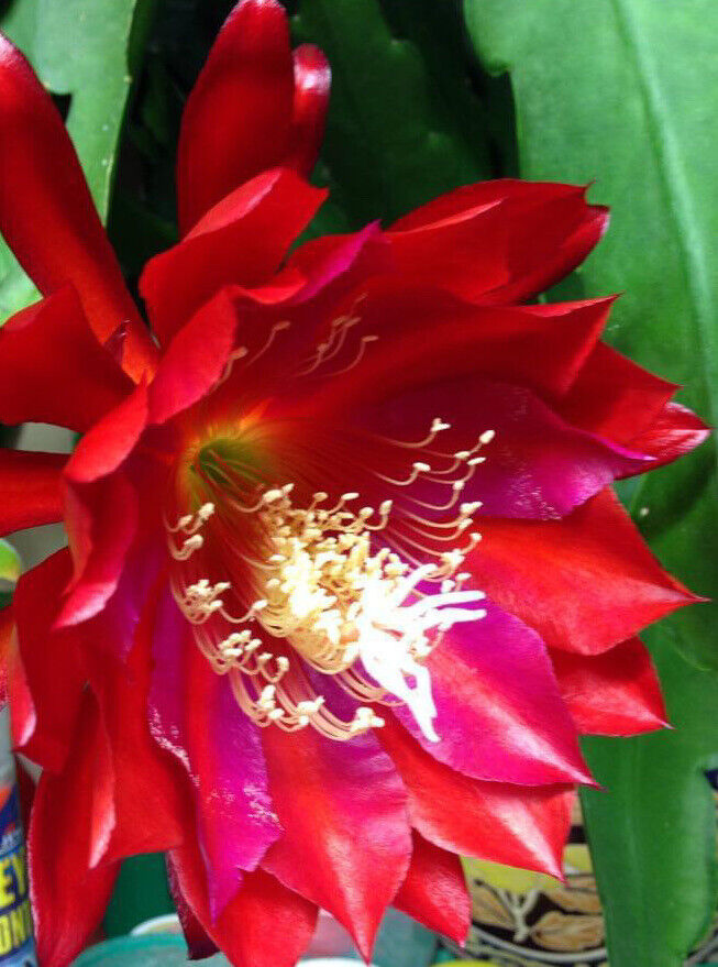 Epiphyllum Red Tip