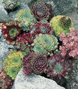 Sempervivum