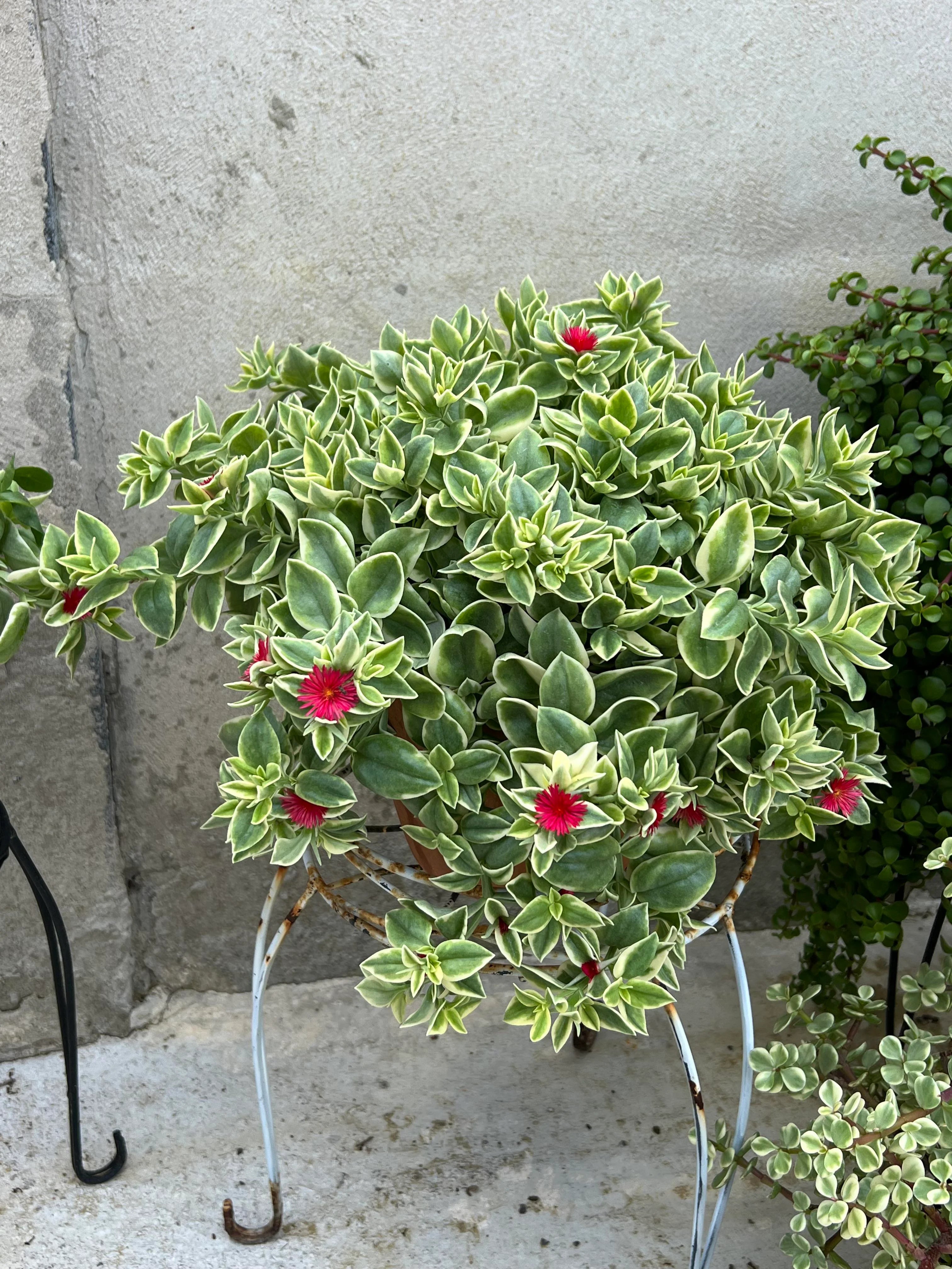Aptenia Variegata