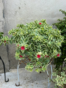 Aptenia Variegata