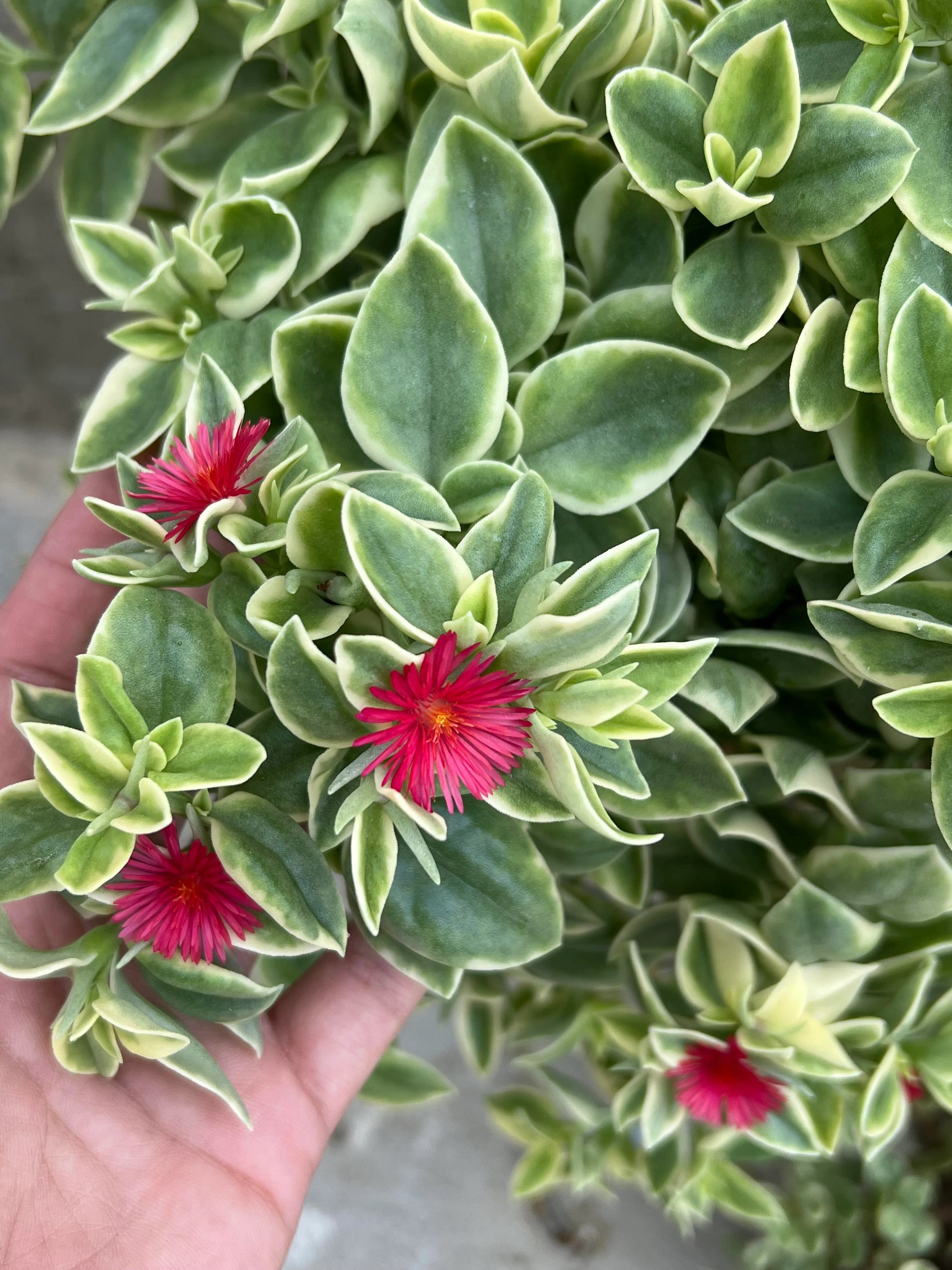Aptenia Variegata