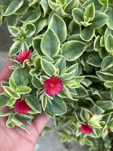 Aptenia Variegata
