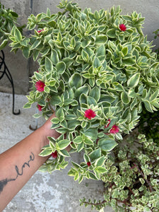 Aptenia Variegata