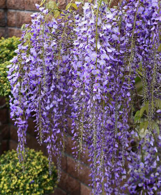 Glicina/Wisteria Sinensis