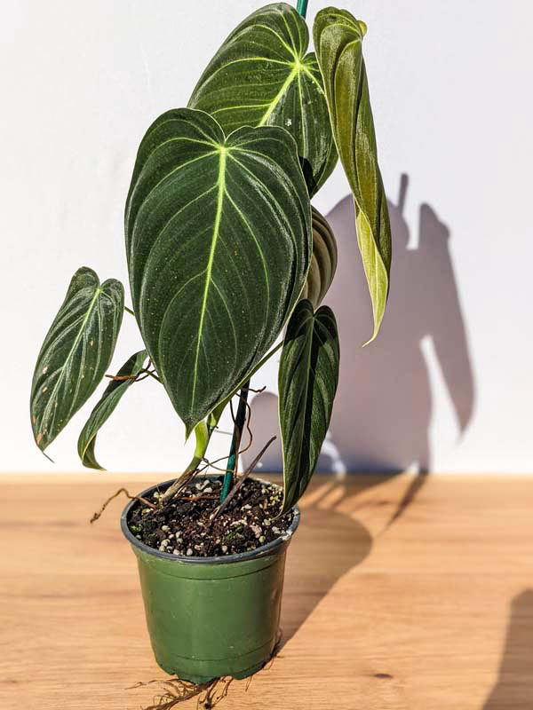 Philodendron Melanochrysum