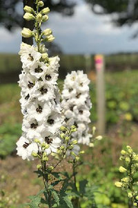 Delphinium/Nemtisor
