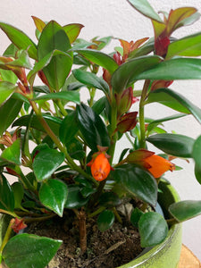 Nematanthus Gregarius/Planta cu pestisori