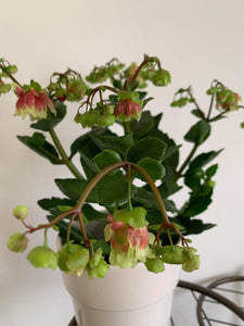 Kalanchoe Dolly