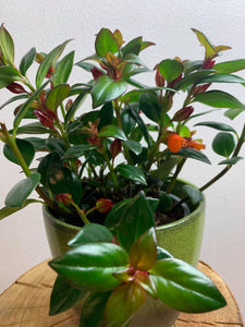 Nematanthus Gregarius/Planta cu pestisori