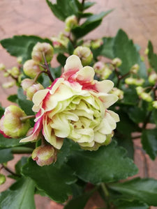 Kalanchoe Dolly
