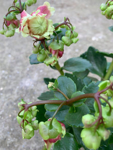 Kalanchoe Dolly