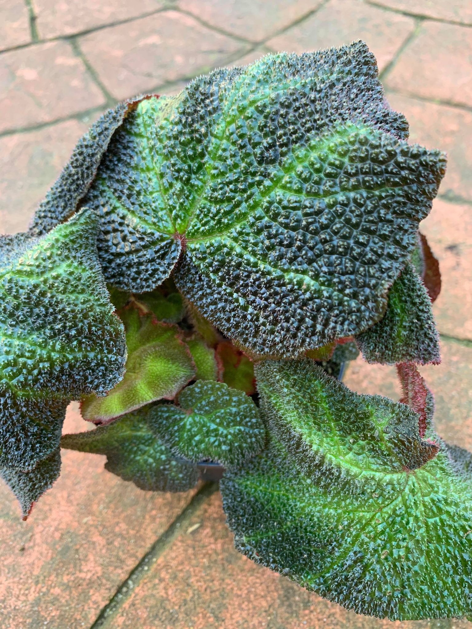 Begonia Rex Soli Mutata