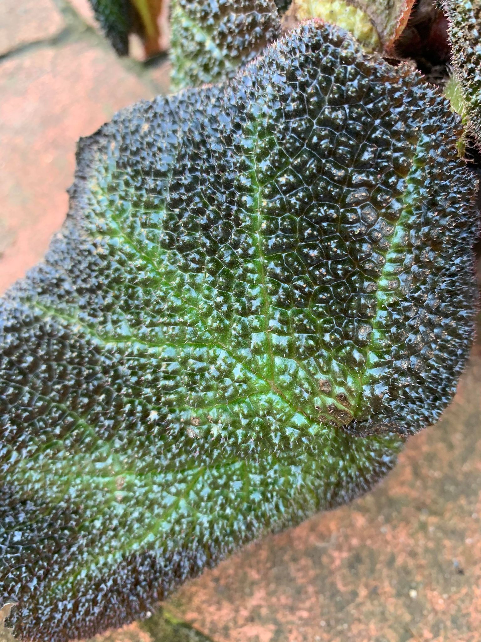 Begonia Rex Soli Mutata