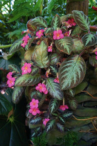 Episcia Pink Panther