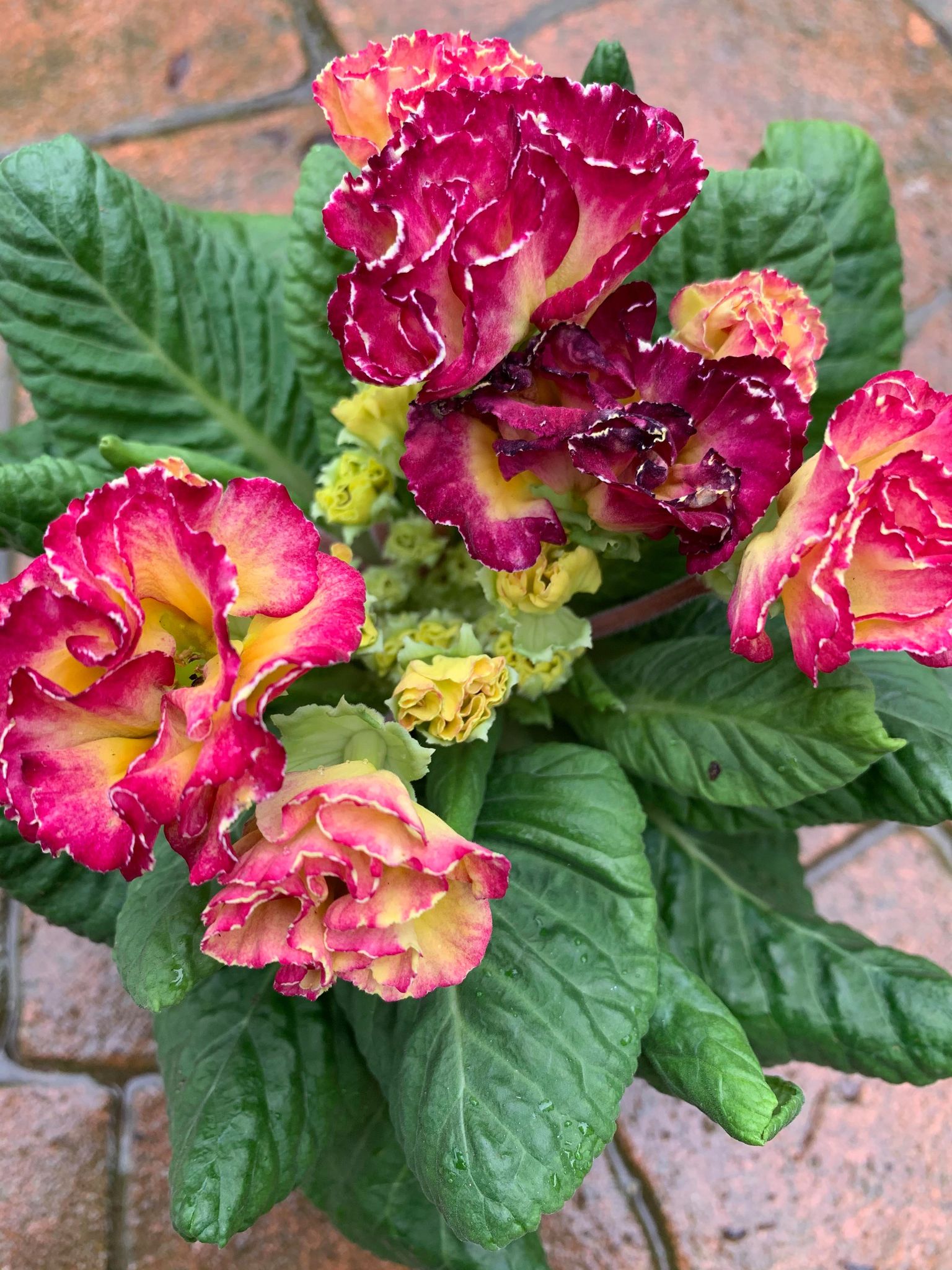 Primula Candy