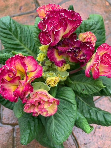 Primula Candy