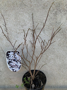 Magnolia Stellata