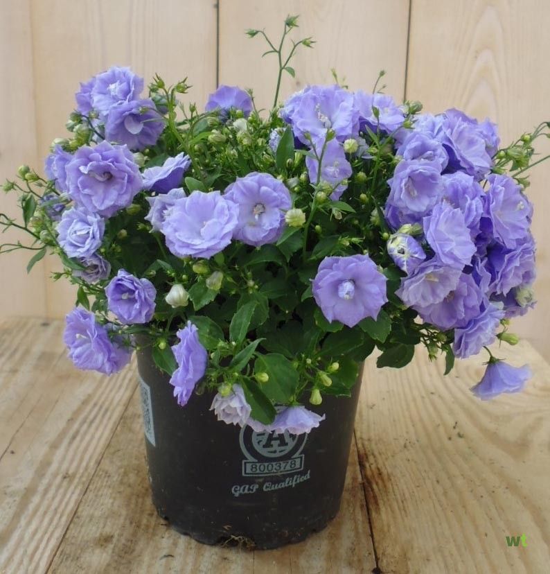 Campanula Blue Bali