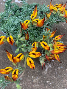Lotus Berthelotii/Cioc de papagal