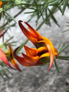 Lotus Berthelotii/Cioc de papagal