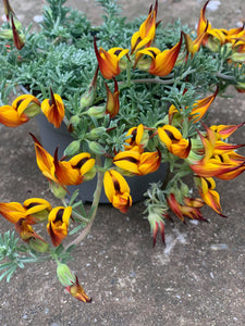 Lotus Berthelotii/Cioc de papagal
