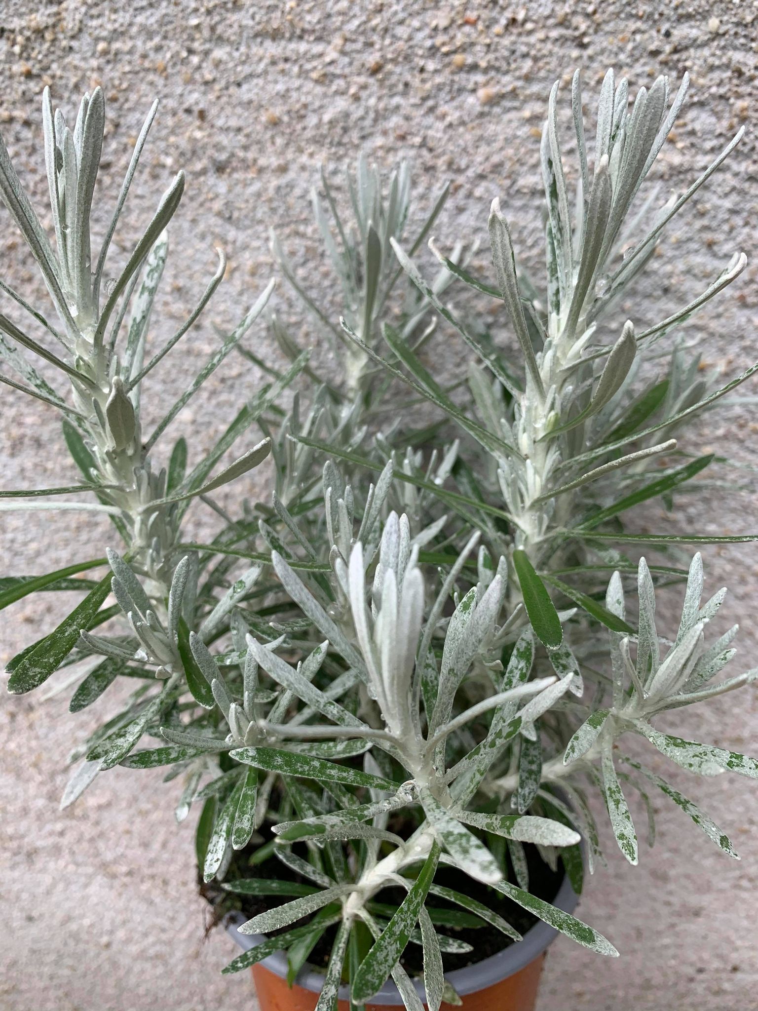 Helichrysum Italicum