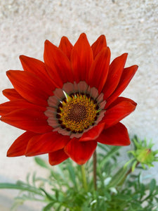 Gazania/pachet 5 bucati