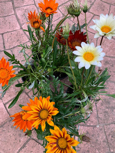 Gazania/pachet 5 bucati