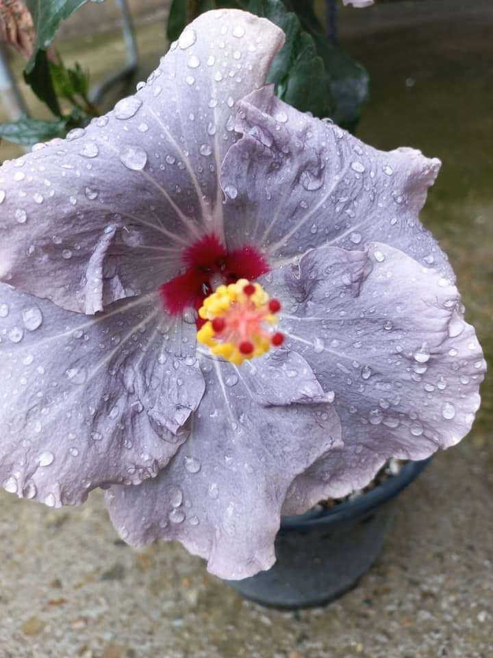 Hibiscus mov