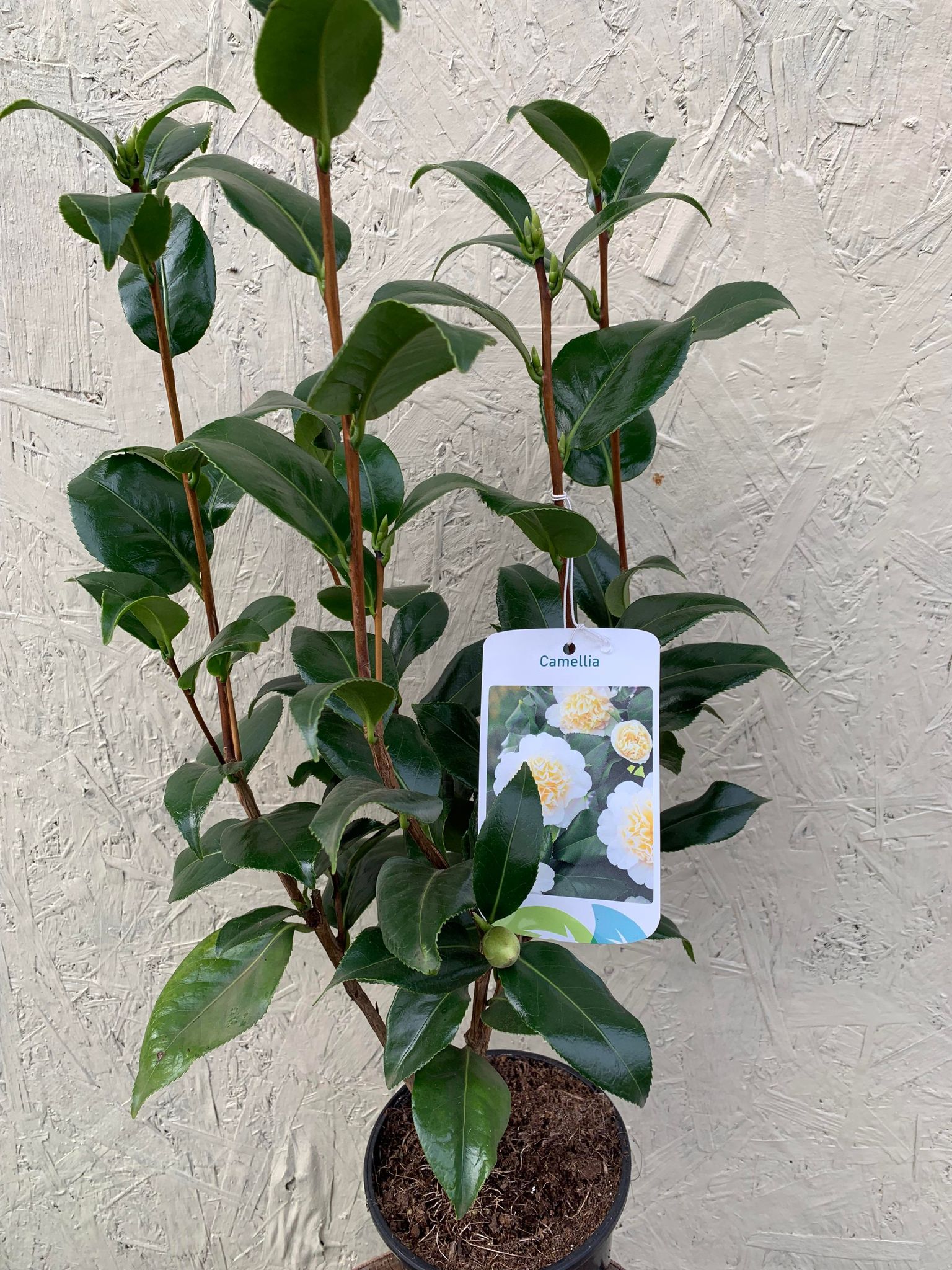 Camelia Brushfield Yellow