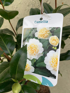 Camelia Brushfield Yellow