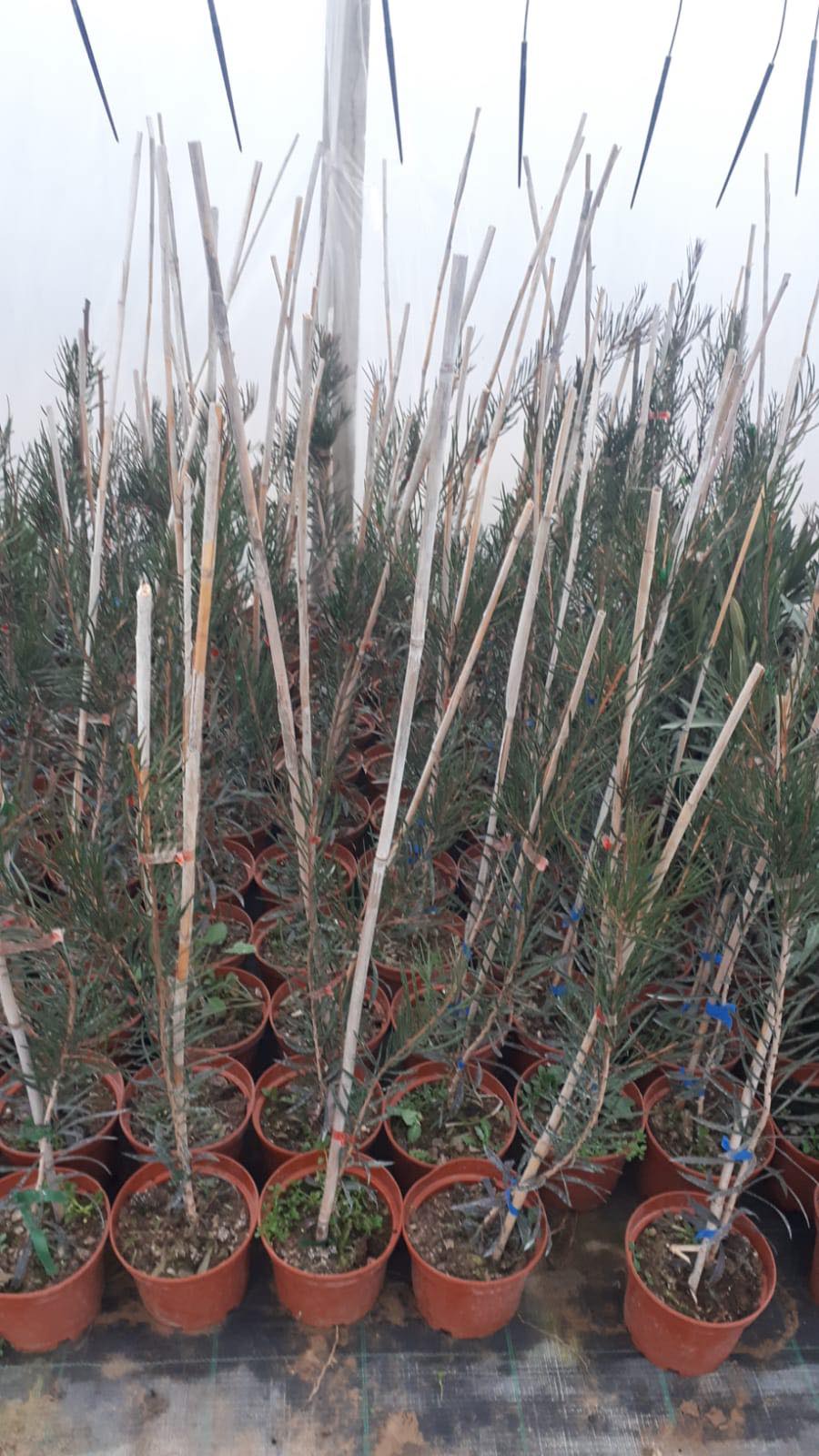Callistemon