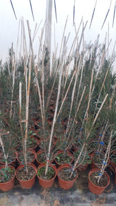 Callistemon