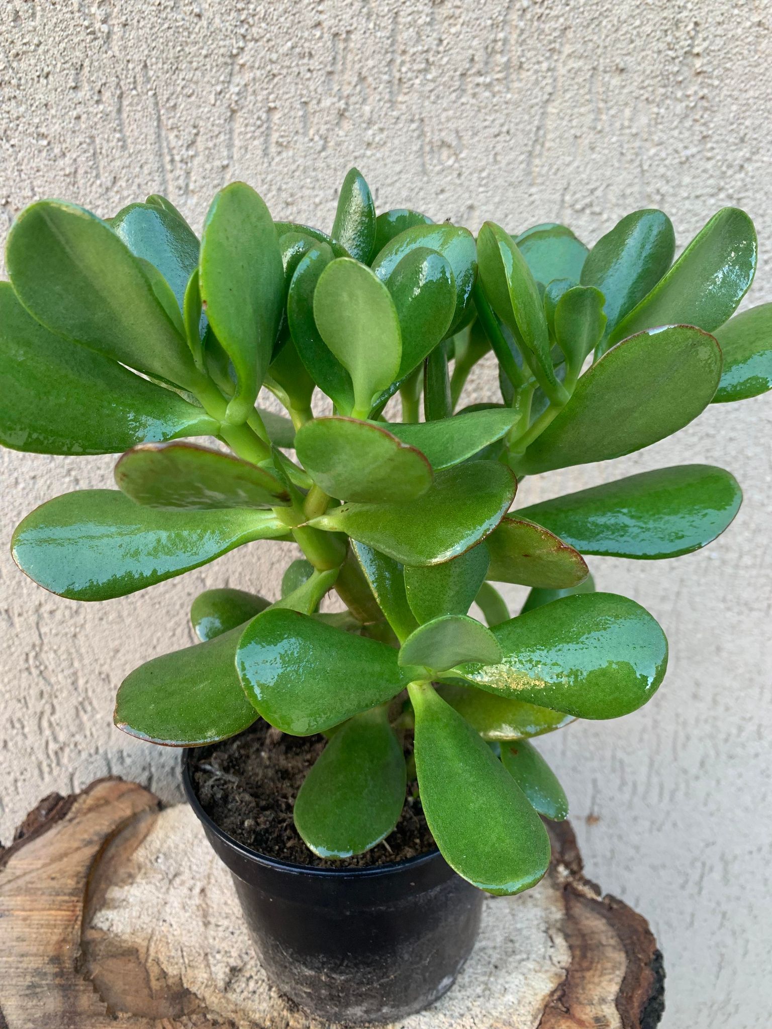 Copacul Banilor/Crassula Ovata