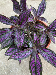 Strobilanthes Persian Shield STOC LIMITAT!!