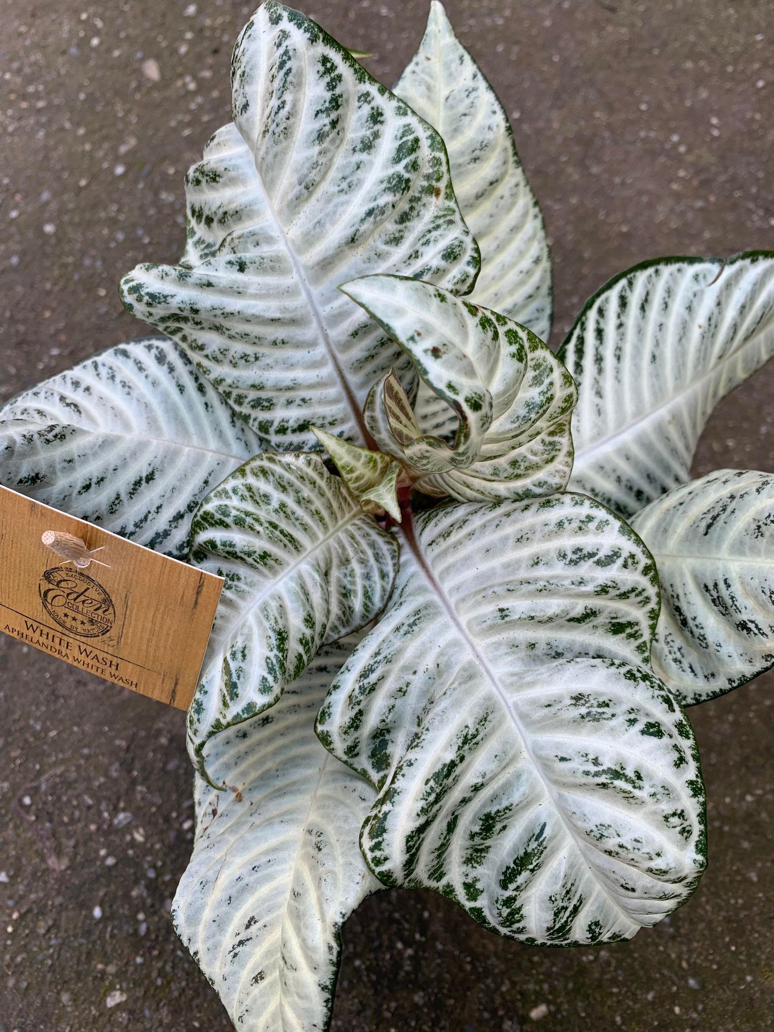 Aphelandra White Wash