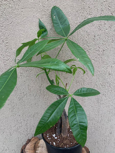 Pachira Aquatica