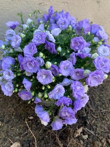 Campanula Blue Bali